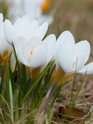 Perene Crocus plantă foto și descrierea soiurilor, plantare și îngrijire de crocuses