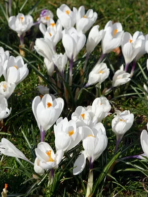 Perene Crocus plantă foto și descrierea soiurilor, plantare și îngrijire de crocuses