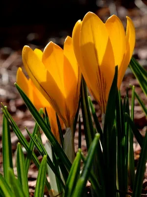 Perene Crocus plantă foto și descrierea soiurilor, plantare și îngrijire de crocuses