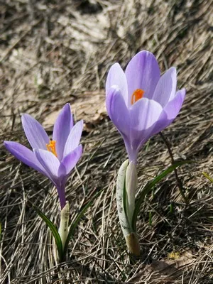 Perene Crocus plantă foto și descrierea soiurilor, plantare și îngrijire de crocuses