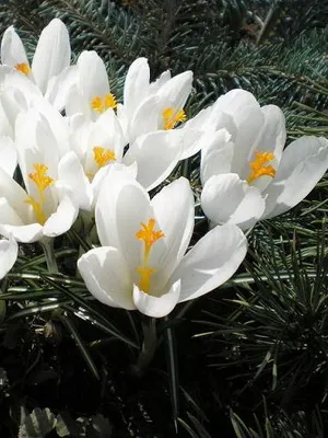 Perene Crocus plantă foto și descrierea soiurilor, plantare și îngrijire de crocuses