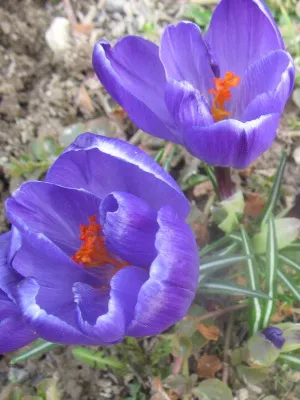 Perene Crocus plantă foto și descrierea soiurilor, plantare și îngrijire de crocuses