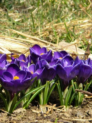 Perene Crocus plantă foto și descrierea soiurilor, plantare și îngrijire de crocuses