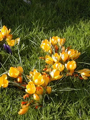 Perene Crocus plantă foto și descrierea soiurilor, plantare și îngrijire de crocuses