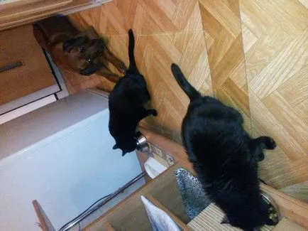 Poate un câine și pisică trăi împreună, știați că astfel de cazuri (cat) Poate un câine și pisică trăi împreună, știați că astfel de cazuri