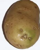 Putem mânca cartofi cruzi