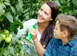 Este posibil pentru a pulveriza roșii în timpul înfloririi (înflorire) Este posibil să se pulveriza roșiile în timpul înfloririi