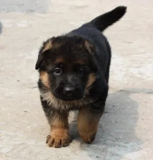 Este posibil pentru a da câinii drojdie de bere, directorul crescătorului