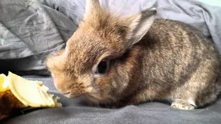 Pot să mănânc cartofi cruzi pentru animale de companie