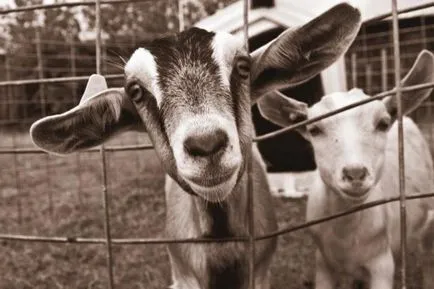 Pot să mănânc cartofi cruzi pentru animale de companie