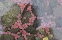 Ce să pescuiască pe mare, unii pești acolo la Marea Neagră (pește) Ce să pescuiască pe mare, unii pești acolo la Marea Neagră