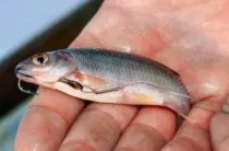 Ce să pescuiască pe mare, unii pești acolo la Marea Neagră (mare) Ce să pescuiască pe mare, unii pești acolo la Marea Neagră