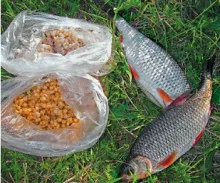 La acea musca de pește