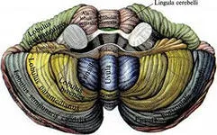 Cerebelul, structura și funcția sa