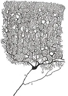 cerebel cerebral