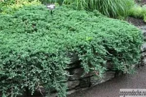Juniper în grădină, în creștere mozhevelnik (grădina) Juniper în grădină, mozhevelnik în creștere