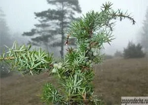 Juniper în grădină, în creștere mozhevelnik (specii care diferă) Juniper în grădină, mozhevelnik în creștere