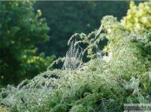 Juniper în grădină, în creștere mozhevelnik (grădina) Juniper în grădină, mozhevelnik în creștere