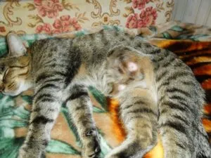 glande mamare tumefiate pisica dupa sterilizare cauze