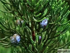 Juniper în grădină, mozhevelnik în creștere (în creștere) Juniper în grădină, mozhevelnik în creștere