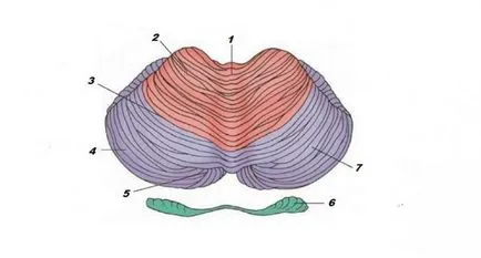 cerebel cerebral