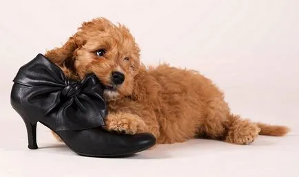 Pedepsirea un câine dacă acesta poate bate