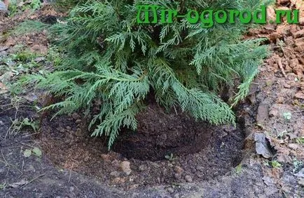 Cultivarea Juniper și de îngrijire