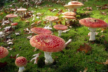 Amanita - descriere, tipuri, proprietăți, aplicații, fotografii (proprietăți) Amanita - descriere, tipuri, proprietăți, aplicații, fotografii