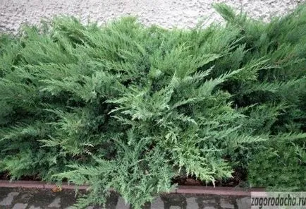 Juniper în grădină, mozhevelnik în creștere (în creștere) Juniper în grădină, mozhevelnik în creștere