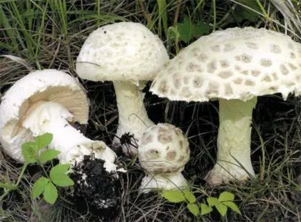 Amanita - descriere, tipuri, proprietăți, aplicații, fotografii (foto) Amanita - descriere, tipuri, proprietăți, aplicații, fotografii