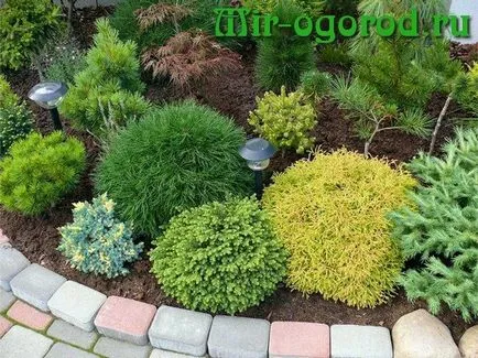 Cultivarea Juniper și de îngrijire