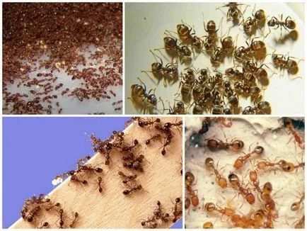 Furnicile de acasă cum să iasă din casă pentru totdeauna