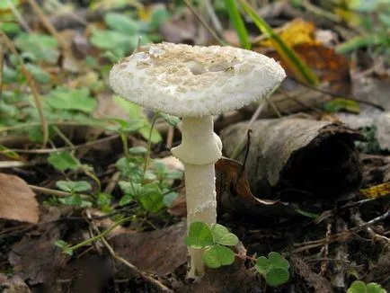 Amanita - descriere, tipuri, proprietăți, aplicații, fotografii (proprietăți) Amanita - descriere, tipuri, proprietăți, aplicații, fotografii