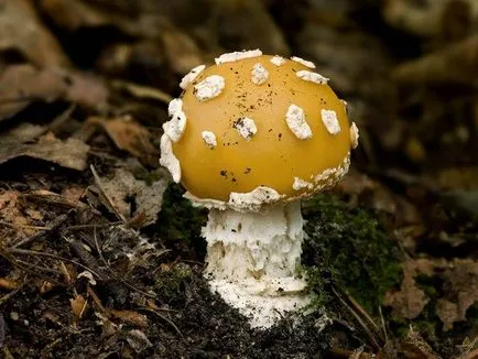Amanita - descriere, tipuri, proprietăți, aplicații, fotografii (utilizarea) Amanita - descriere, tipuri, proprietăți, aplicații, fotografii