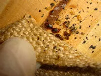 remedii populare de muște în casa normelor de pregătire și de aplicare (de muștele în casă) remedii populare de muște în casa regulile de preparare și aplicare