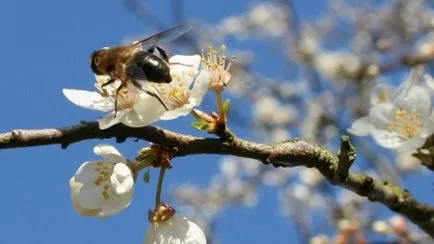 Folk semne de albine a zburat în casă, fereastra (popular) Folk semne de albine a zburat în casă, prin fereastra