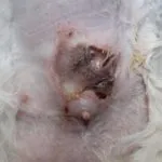 Un pisici ameliorator fără scrupule Marina Gurylova - site despre pisici Un pisici fără scrupule ameliorator Marina Gurylova - site despre pisici „“