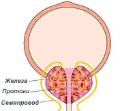 Deficitul de zinc într-un organism cauze, simptome, tratament