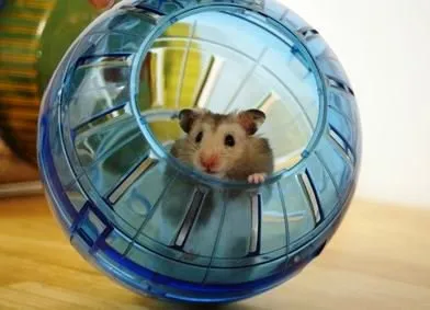 arsenalul necesar de articol jucării de hamster