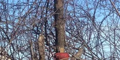 Case neobișnuite pentru păsări Fotografii de frumoase (păsări) Case neobișnuite pentru imagini păsările frumoase