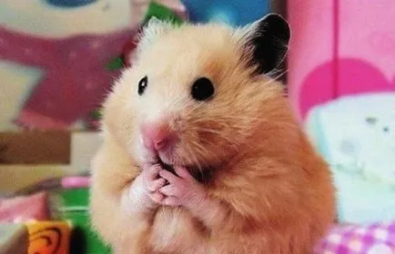arsenalul necesar de articol jucării de hamster