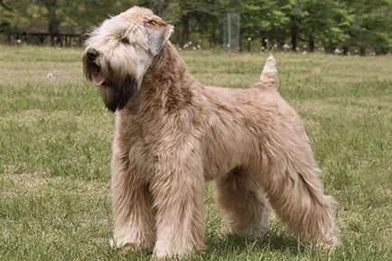 câine hipoalergenice lavabil rase 20 de specii (Dog portughez Apă) caine hipoalergenic lavabil rase de 20 de specii