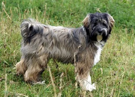 câine hipoalergenice lavabil rase 20 de specii (Dog portughez Apă) caine hipoalergenic lavabil rase de 20 de specii