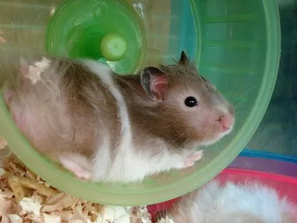 arsenalul necesar de articol jucării de hamster