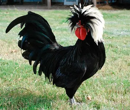 rase neobișnuite și rare pui 1