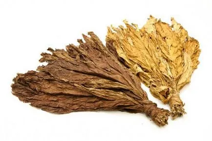 Nicotina - aceasta este ceea ce efectul nicotinei asupra organismului