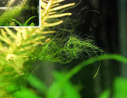 Filaria - acvariu novice (ArtUniq de plante de acvariu) acvaristi incepatori - filaria