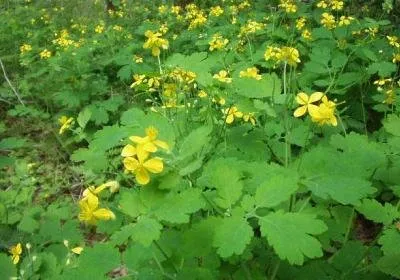 Ce fel de rostopască de plante