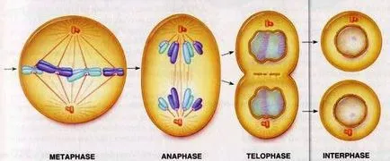 Ce este un cromozom biologie