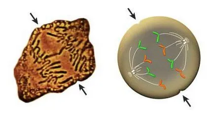 Ce este un cromozom biologie